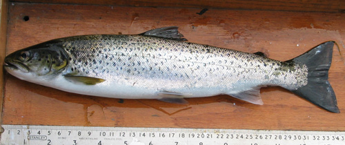 sea-trout